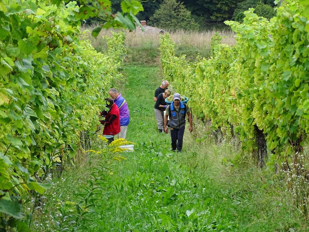 Farm Stay Frank Ozmec Wine And Glamping Estate Лютомер Экстерьер фото